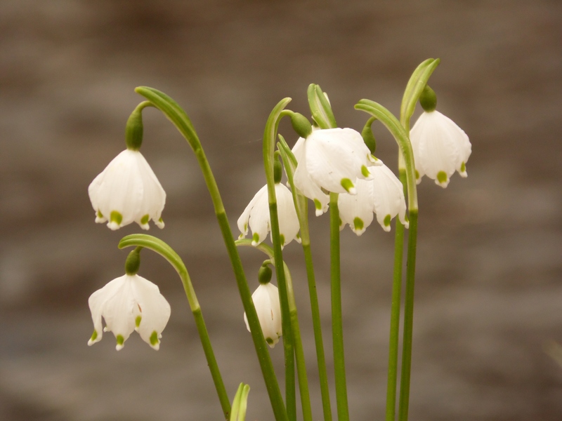 Le campan...elle di Primavera .